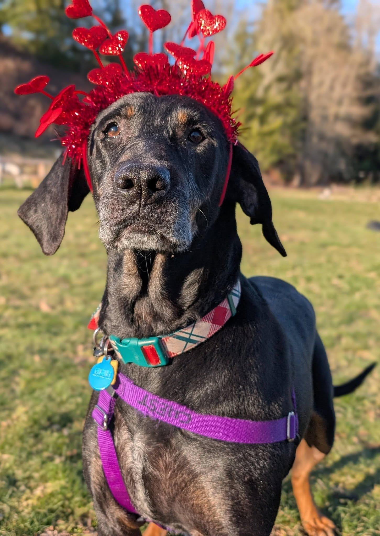 Enlarge Calvin, an adopted Mixed Breed in Bellingham, WA image 1/6