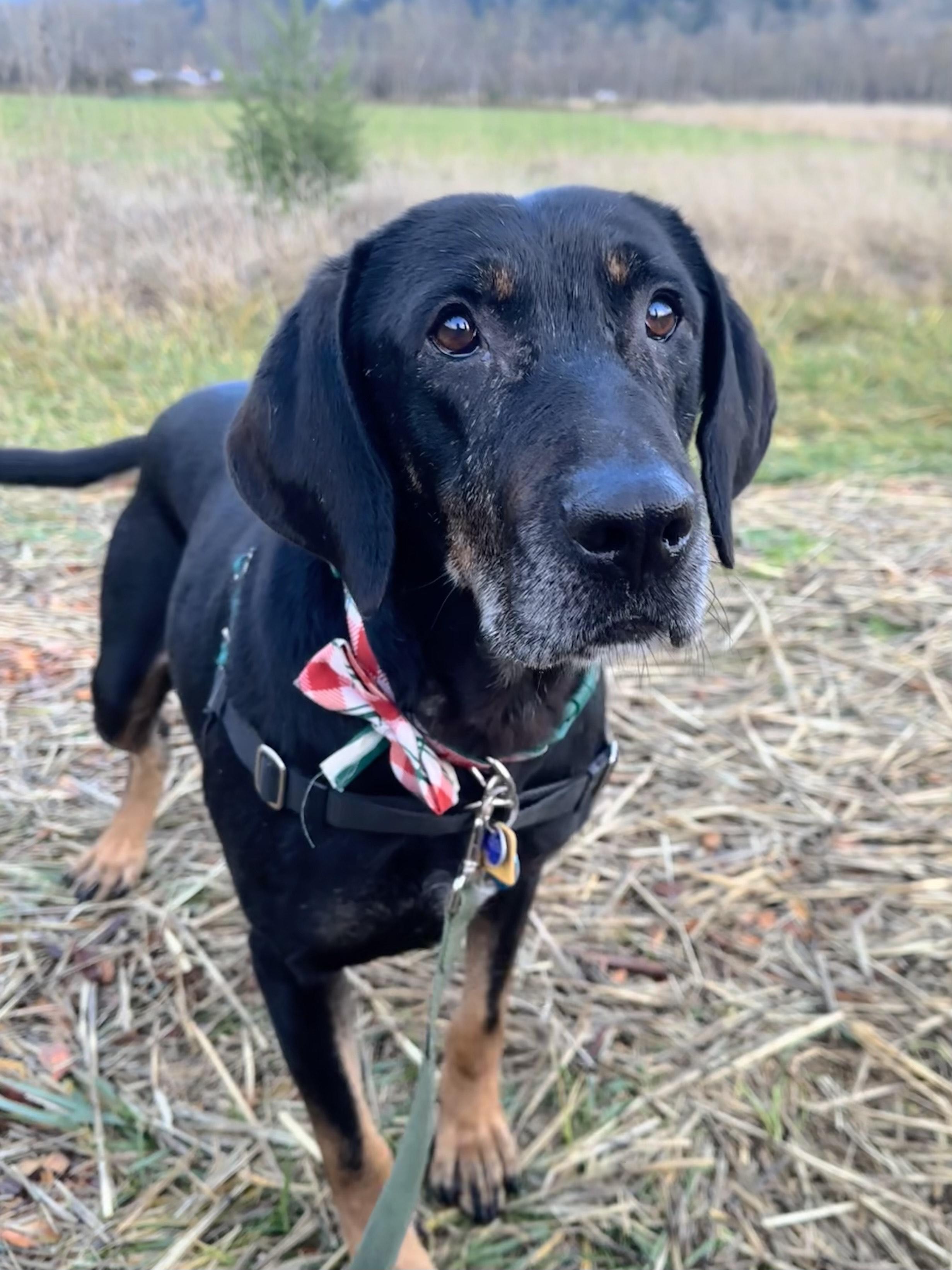 Calvin, Adoptable, Adult Male Mixed Breed.