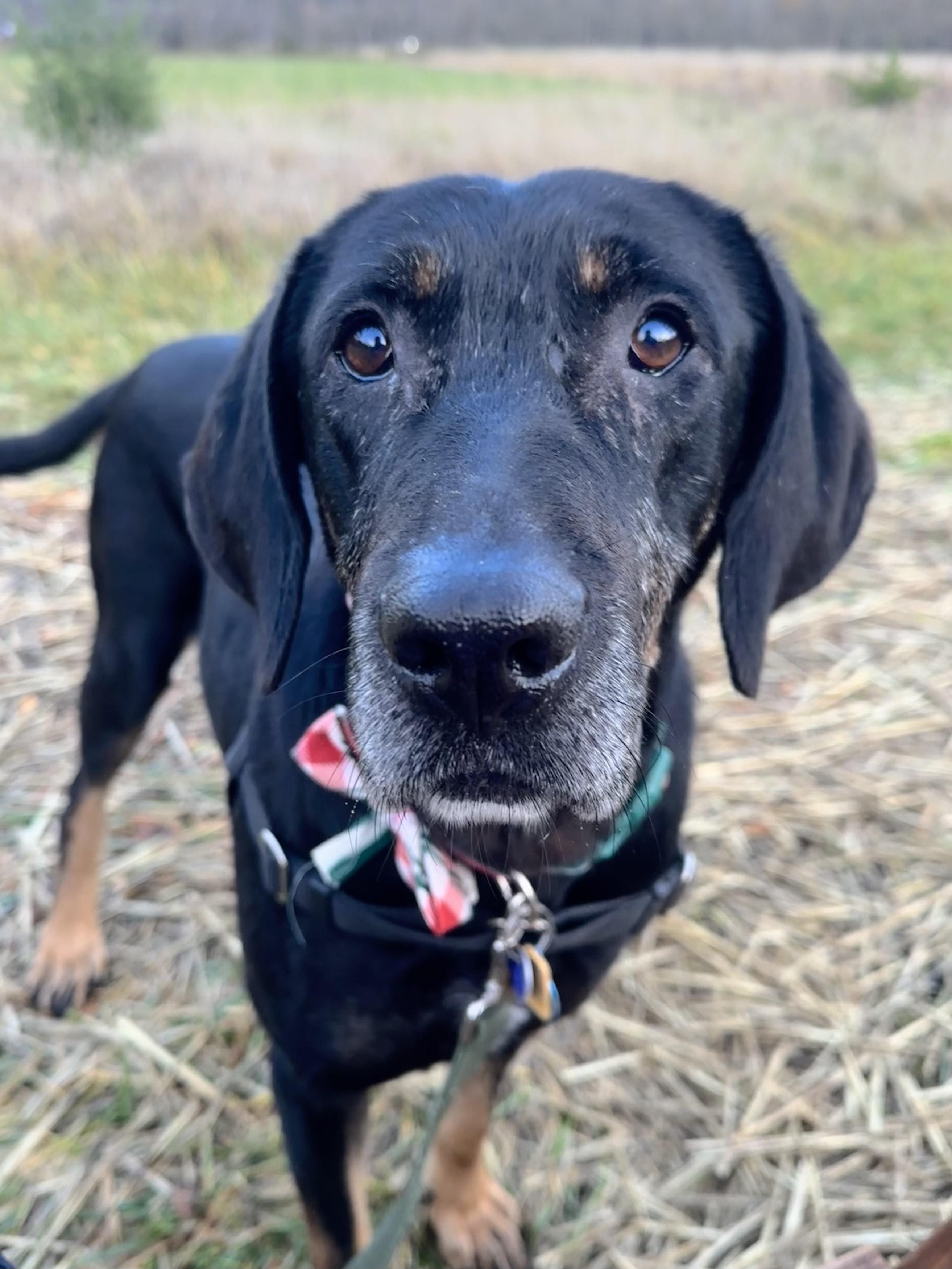 Calvin, a Adoptable Mixed Breed in Bellingham, WA image 2/4