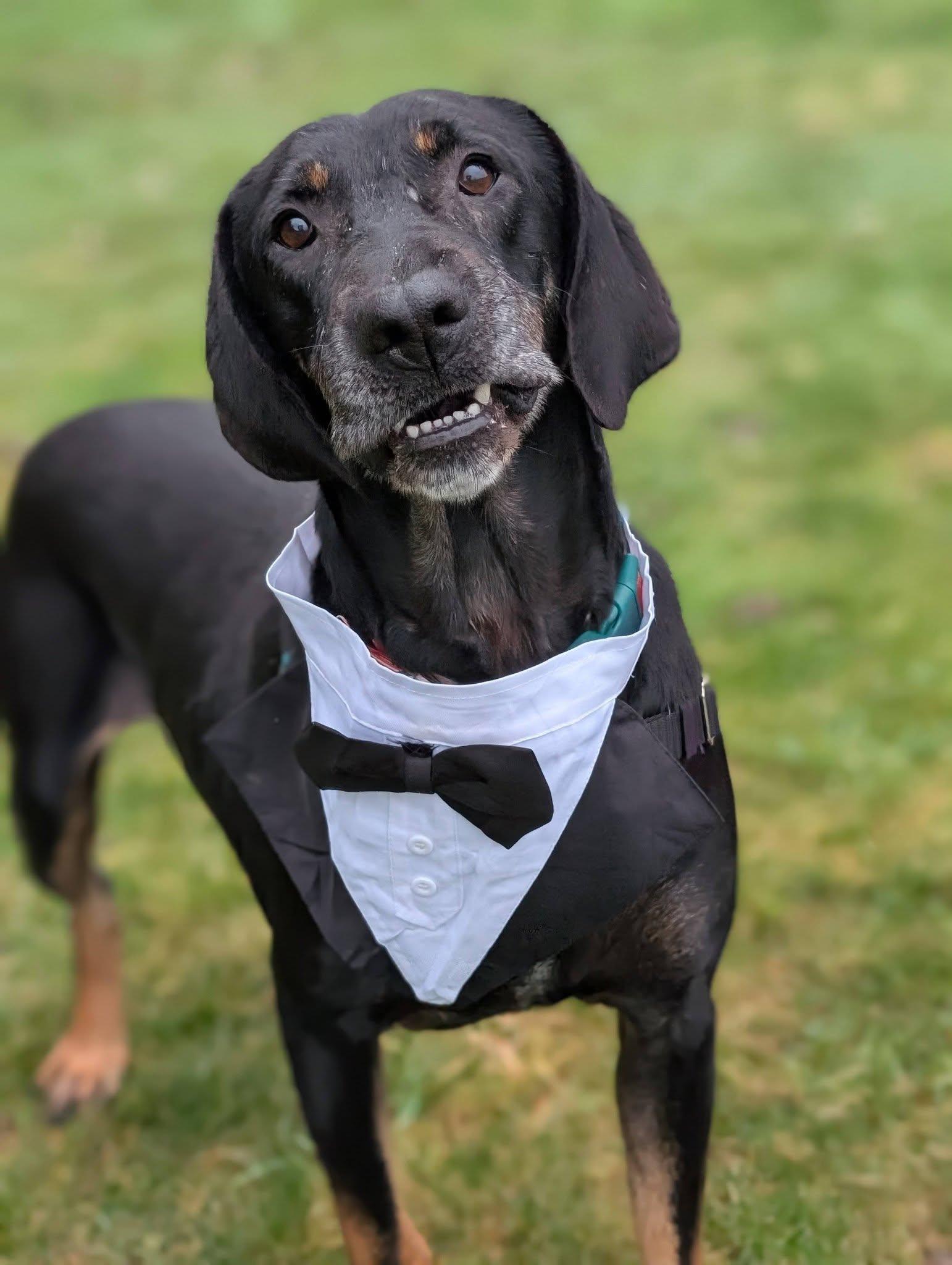 Enlarge Calvin, an adopted Mixed Breed in Bellingham, WA image 4/6