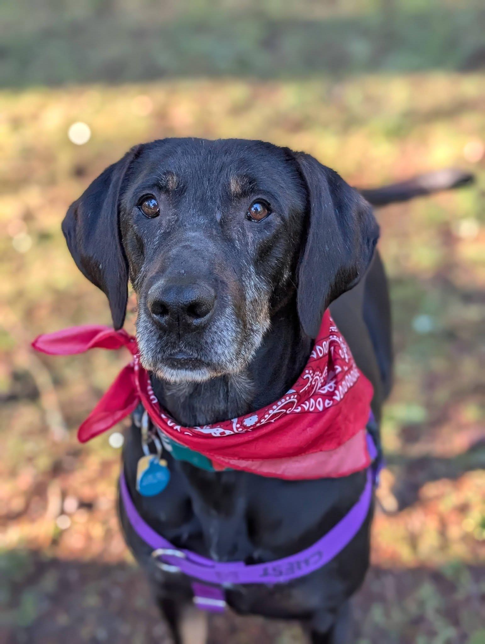 Enlarge Calvin, an adopted Mixed Breed in Bellingham, WA image 2/6