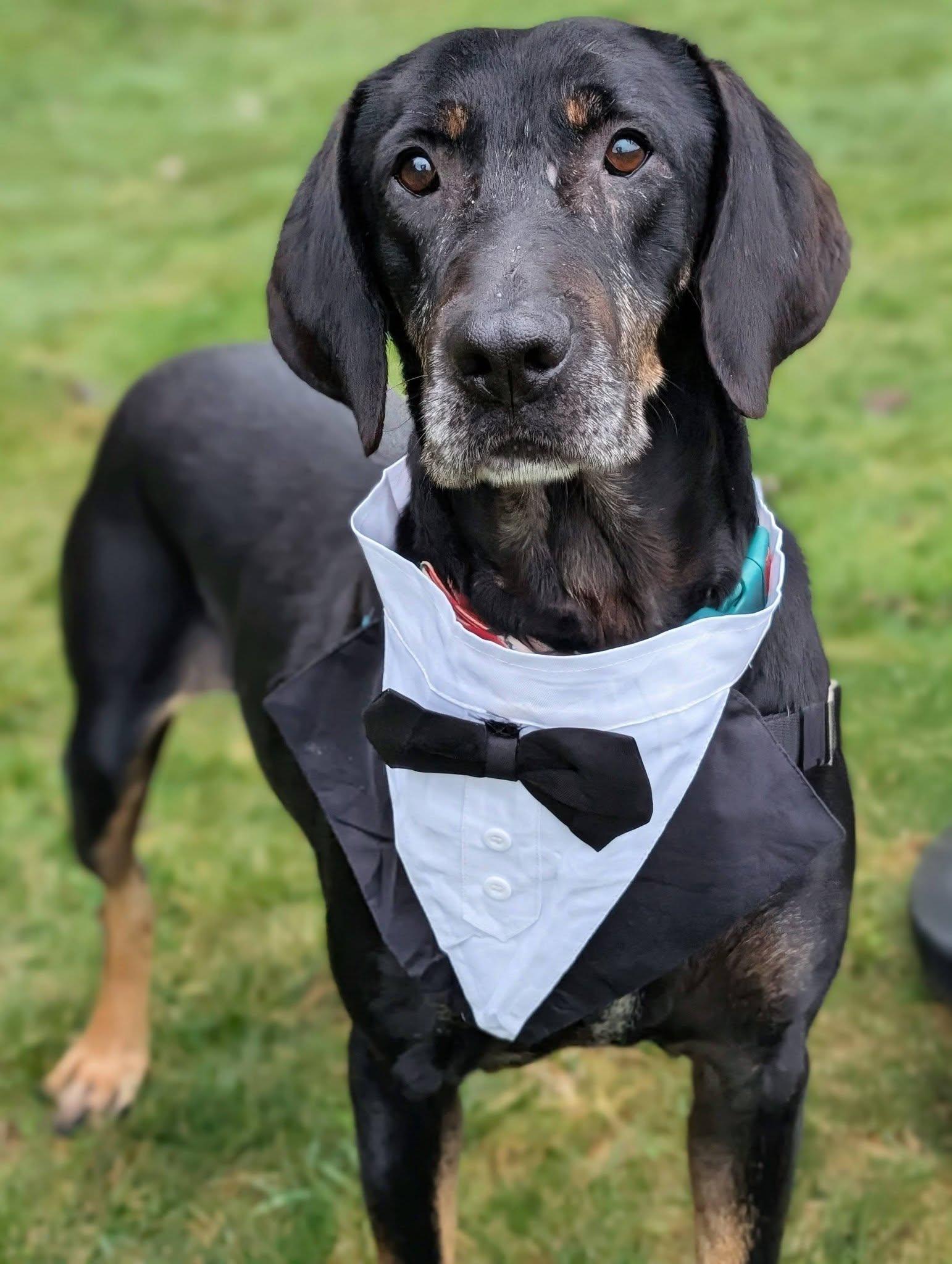 Calvin, Adoptable, Adult Male Mixed Breed.