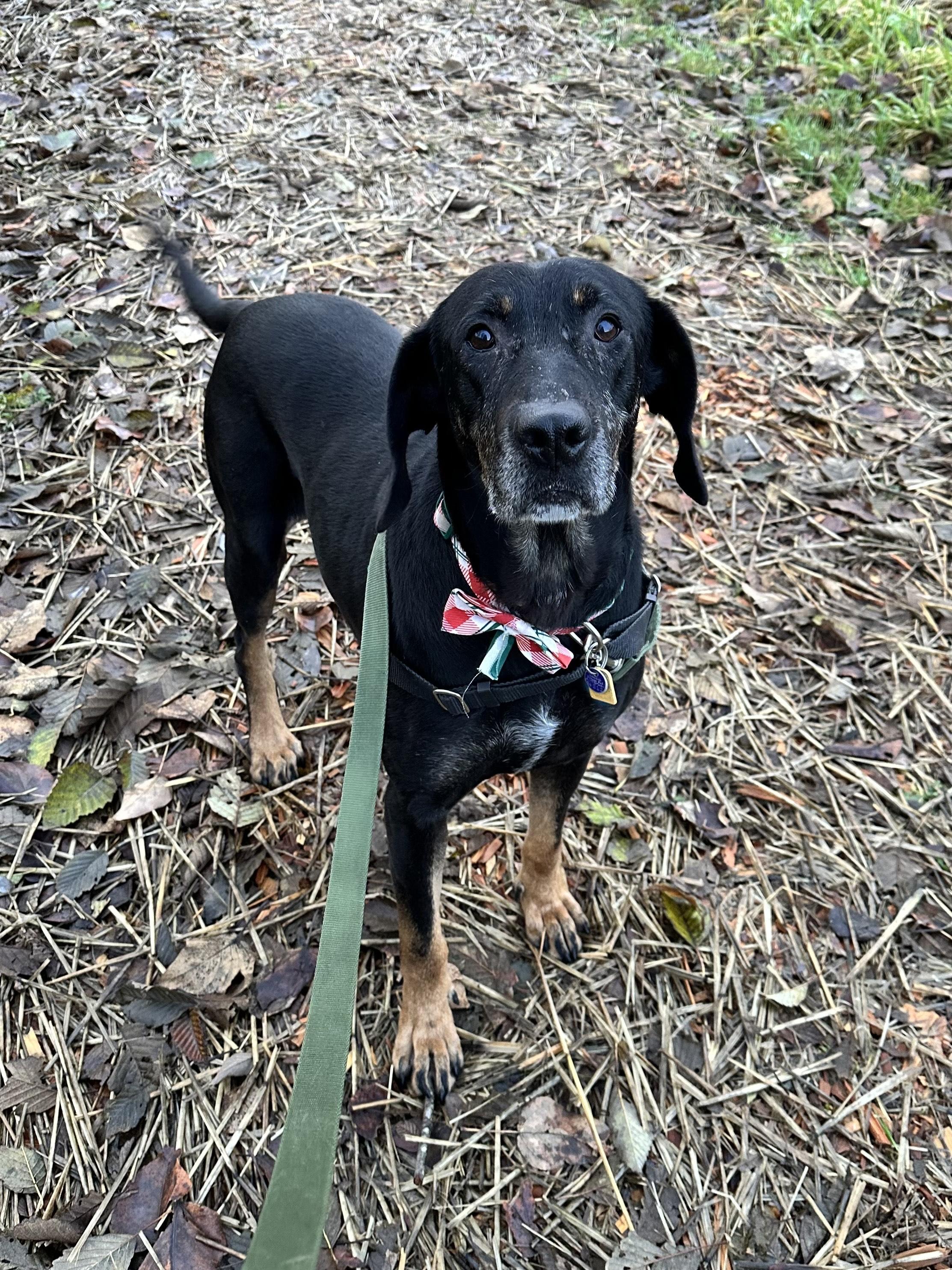 Calvin, a Adoptable Mixed Breed in Bellingham, WA image 3/4