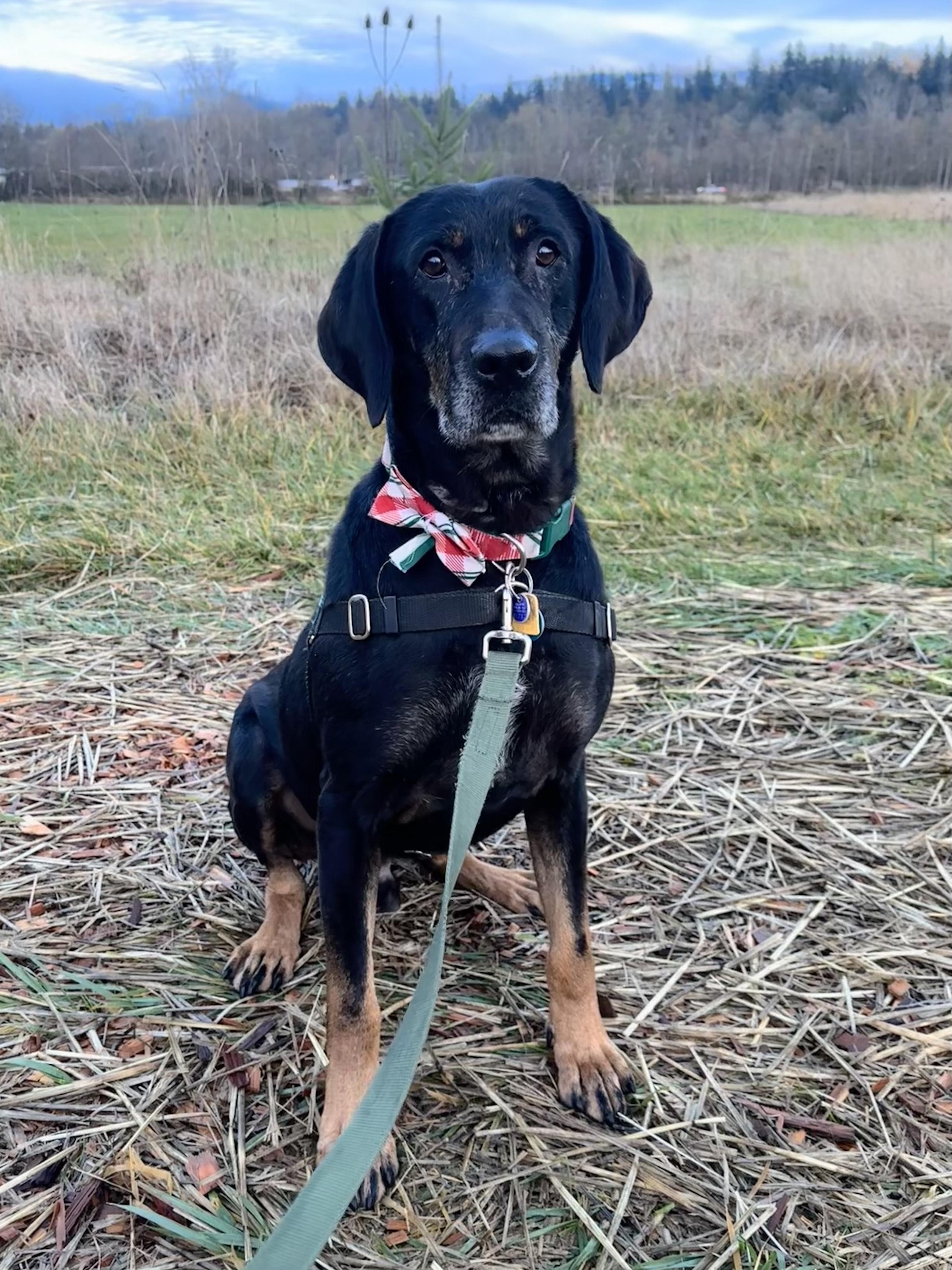 Calvin, a Adoptable Mixed Breed in Bellingham, WA image 4/4