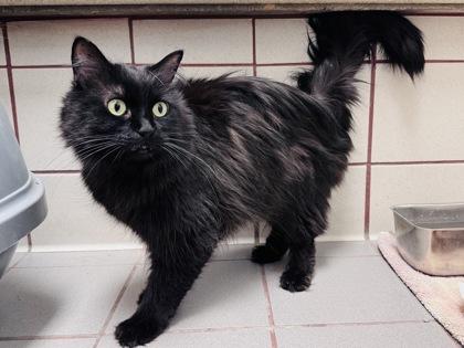 Enver, Adoptable, Adult Female Domestic Medium Hair & Domestic Short Hair.