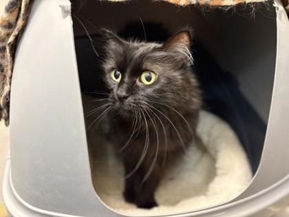 Enver, a Adoptable mixed breed in Coon Rapids, MN image 1/2