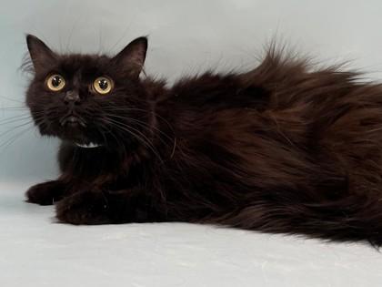 Enver, a Adoptable mixed breed in Coon Rapids, MN image 2/2