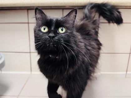 Enlarge Enver, a Adoptable mixed breed in Coon Rapids, MN image 2/3