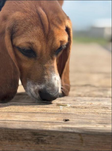 Luna, Adopted, Puppy Female Beagle.