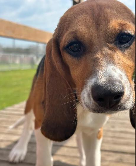 Enlarge Luna, a Adopted Beagle in Rockwell City, IA image 3/3