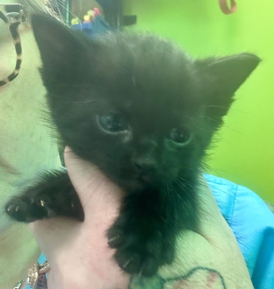 Enlarge Marky, a Adoptable Domestic Short Hair in Albany, WI image 2/3