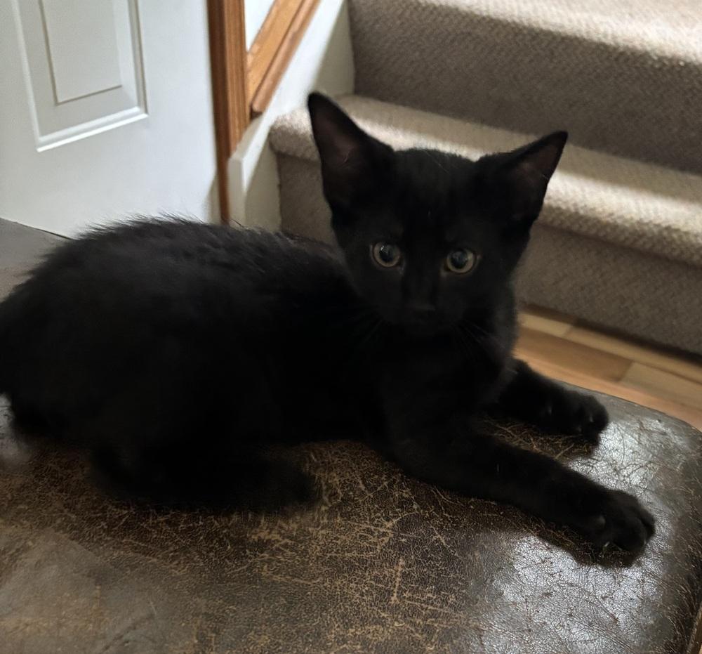 Enlarge Marky, a Adoptable Domestic Short Hair in Albany, WI image 3/3
