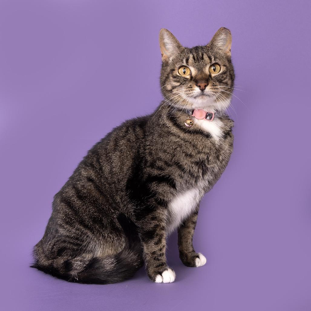 Zin, Adoptable, Senior Female Domestic Short Hair.