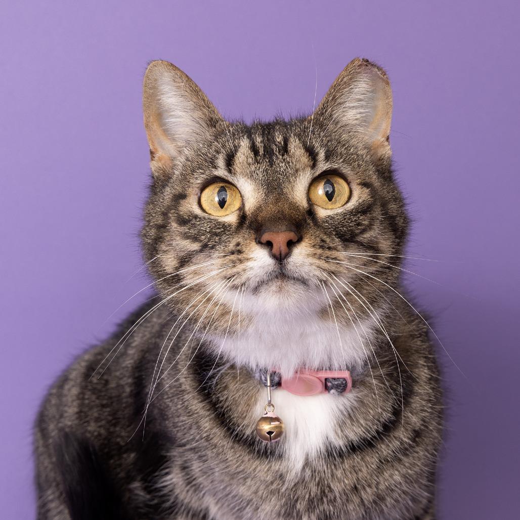 Zin, a Adoptable Domestic Short Hair in Franklin, TN image 2/2