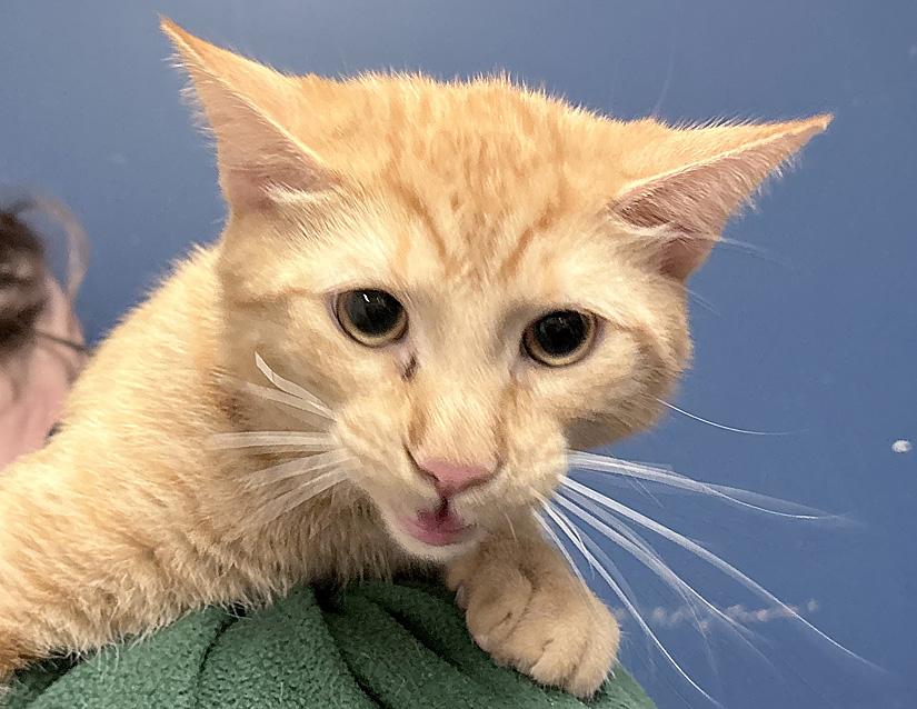 Enlarge Cavatappi , a ADOPTABLE Domestic Short Hair in Columbus, IN image 2/2