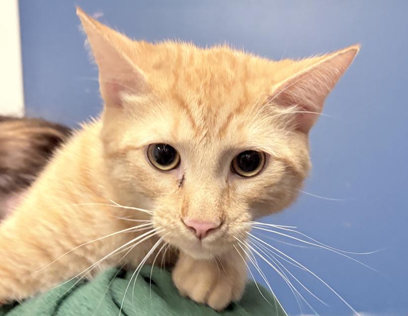 Enlarge Cavatappi , a ADOPTABLE Domestic Short Hair in Columbus, IN image 1/2