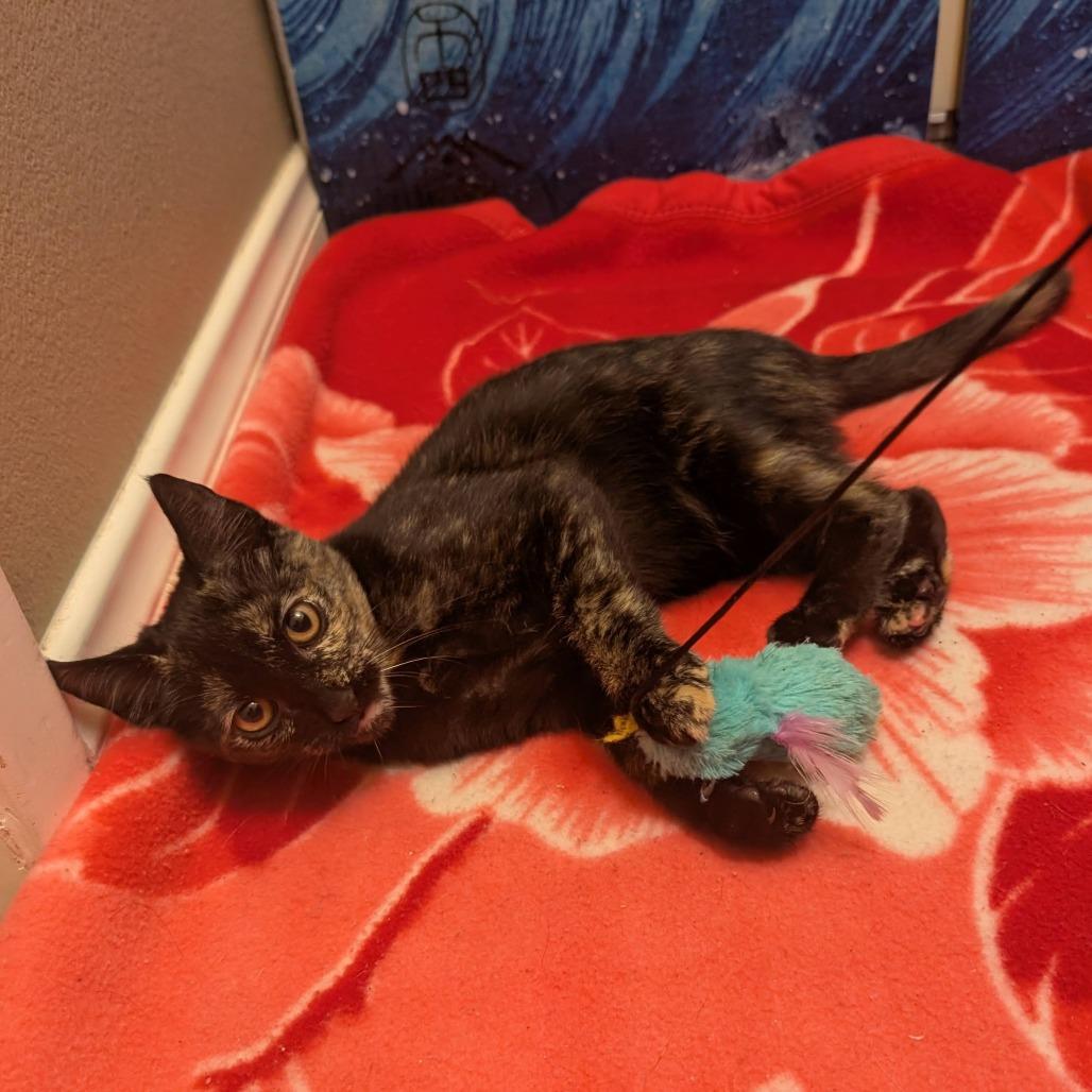 Lotus, Adoptable, Young Female Domestic Short Hair.