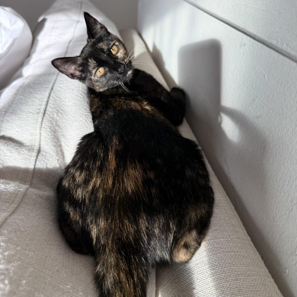 Enlarge Lotus, a Adoptable Domestic Short Hair in Long Beach, CA image 2/6