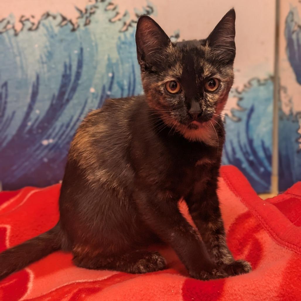 Enlarge Lotus, a Adoptable Domestic Short Hair in Long Beach, CA image 3/6