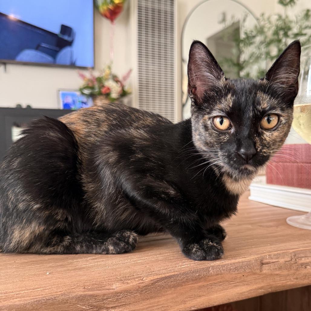 Enlarge Lotus, a Adoptable Domestic Short Hair in Long Beach, CA image 4/6