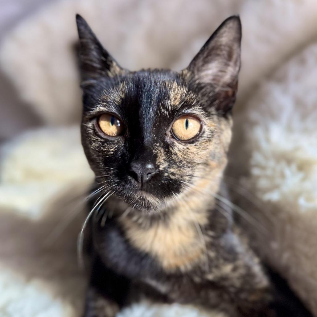Enlarge Lotus, a Adoptable Domestic Short Hair in Long Beach, CA image 5/6