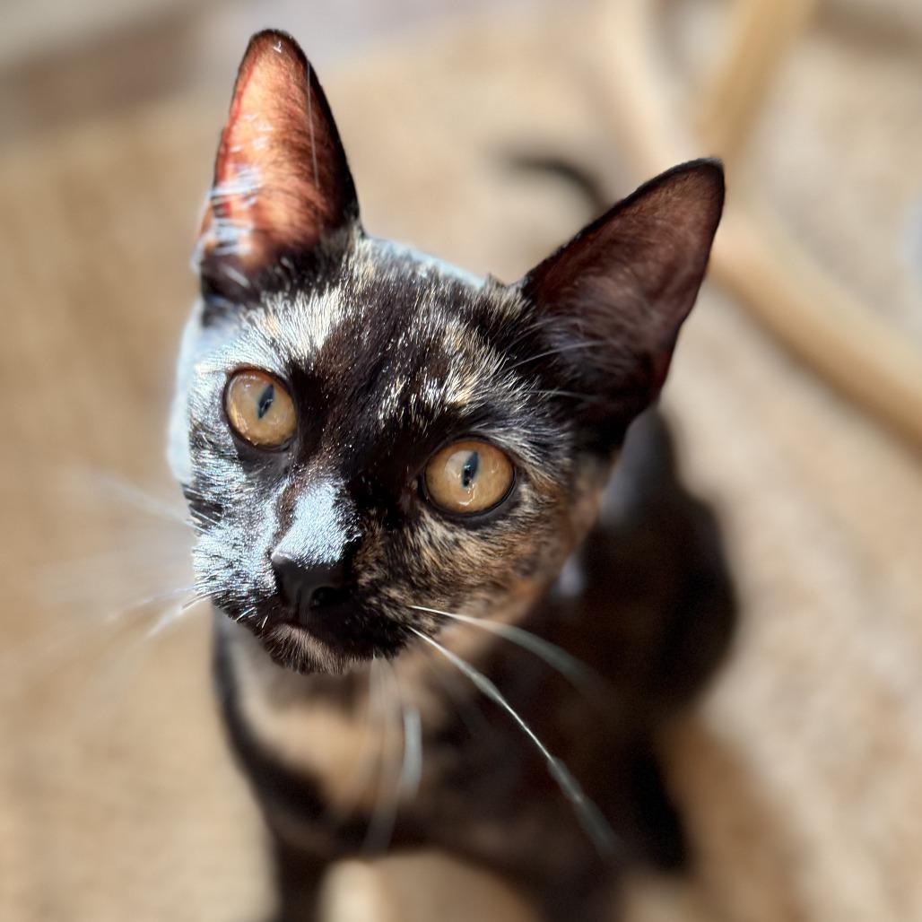 Enlarge Lotus, a Adoptable Domestic Short Hair in Long Beach, CA image 6/6
