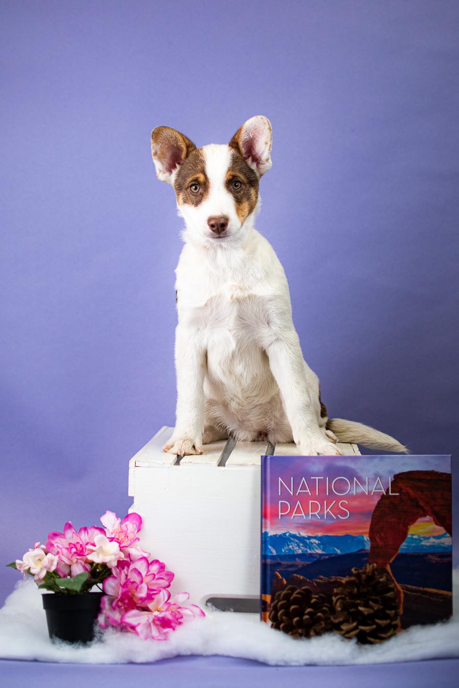 Enlarge #10-26(Pumpkin), a Adoptable mixed breed in Brighton, CO image 1/1