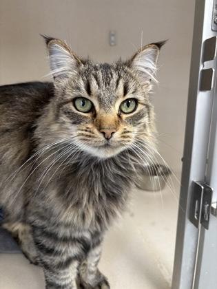 Mazzie - FIV+, Adoptable, Young Female Domestic Medium Hair & Domestic Short Hair.