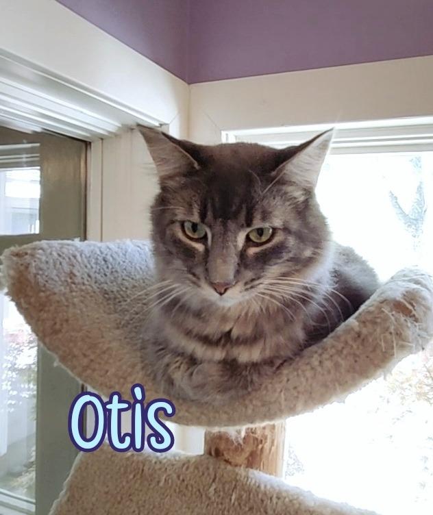 Enlarge Otis (Bay Bridge #2), a Adoptable mixed breed in Port Clinton, OH image 3/6