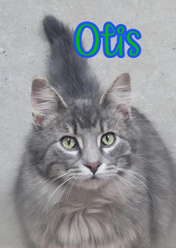 Enlarge Otis (Bay Bridge #2), a Adoptable mixed breed in Port Clinton, OH image 4/6