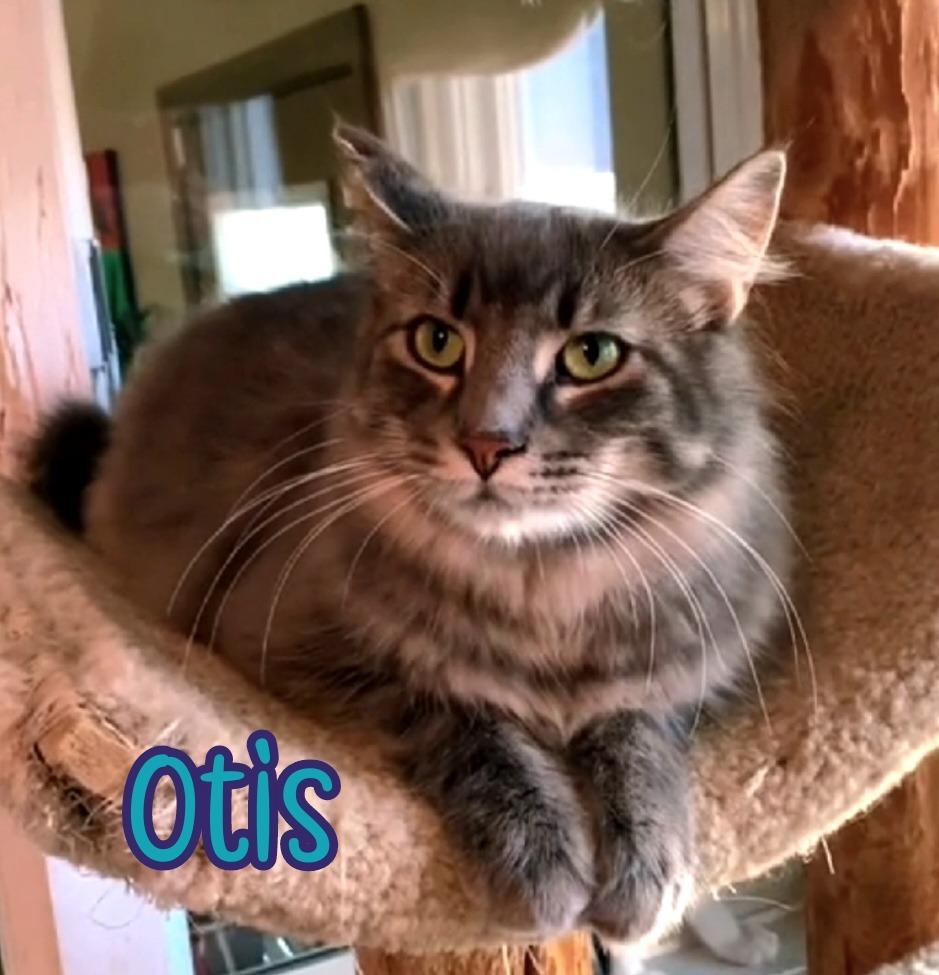 Enlarge Otis (Bay Bridge #2), a Adoptable mixed breed in Port Clinton, OH image 4/6