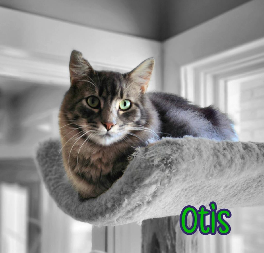 Enlarge Otis (Bay Bridge #2), a Adoptable mixed breed in Port Clinton, OH image 5/6