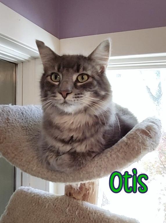 Enlarge Otis (Bay Bridge #2), a Adoptable mixed breed in Port Clinton, OH image 6/6