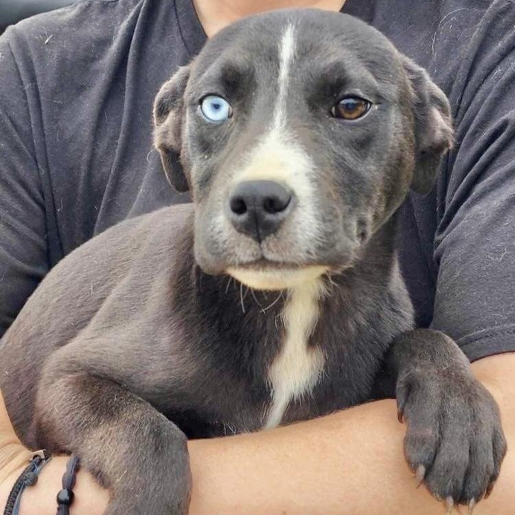 Harper Lea, a Adoptable Catahoula Leopard Dog in Manchester, CT image 6/6