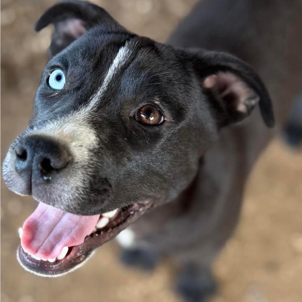 Harper Lea, a Adoptable Catahoula Leopard Dog in Manchester, CT image 1/6