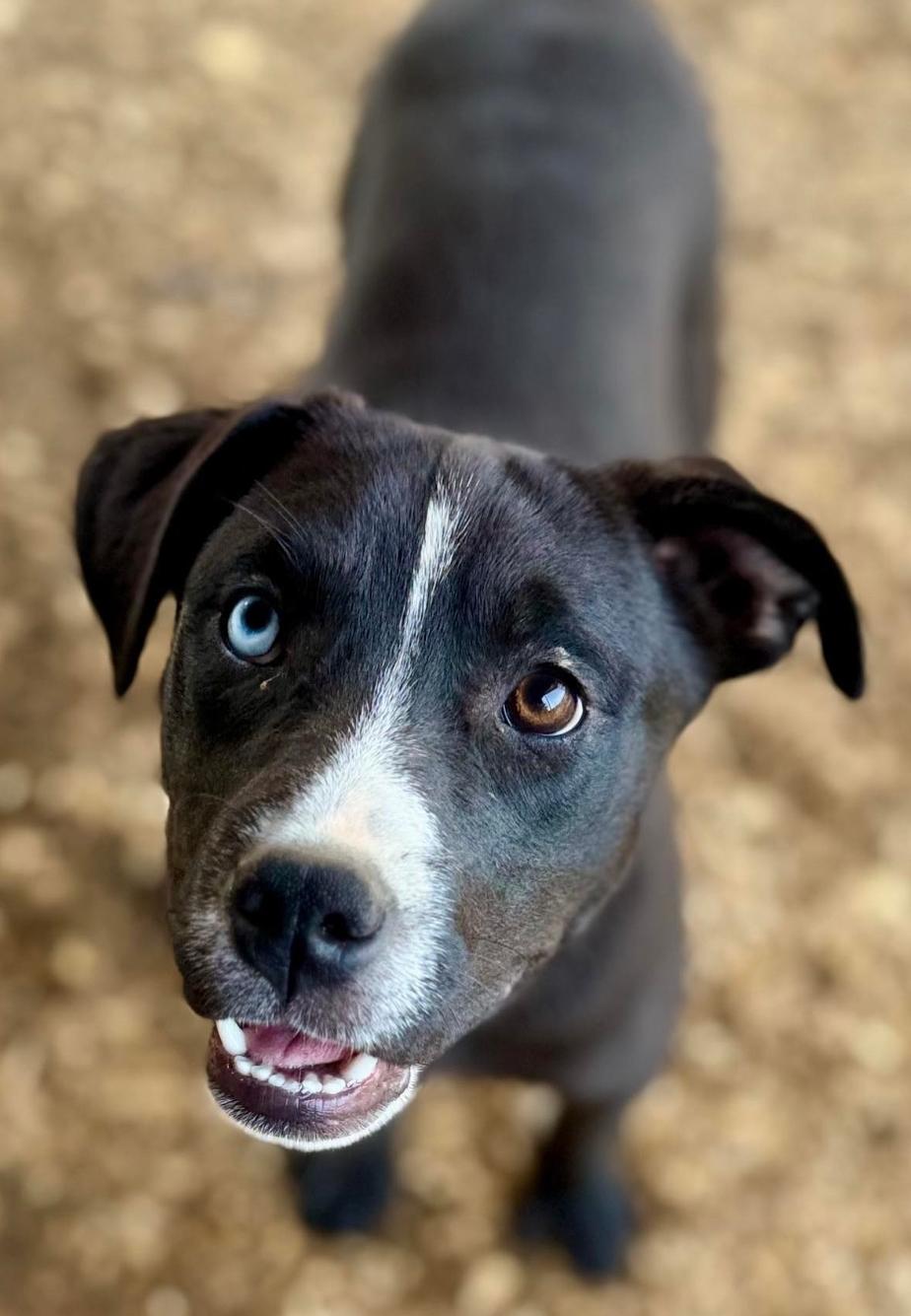 Harper Lea, a Adoptable Catahoula Leopard Dog in Manchester, CT image 2/6