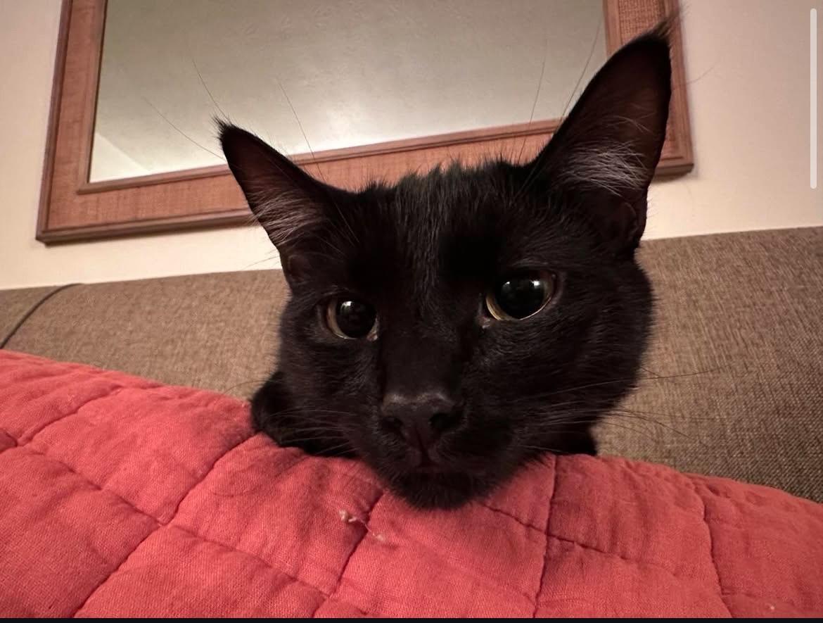 Enlarge Mewmew and Little Man- Purrfect Pair, a Adopted Domestic Short Hair in Akron, OH image 5/6