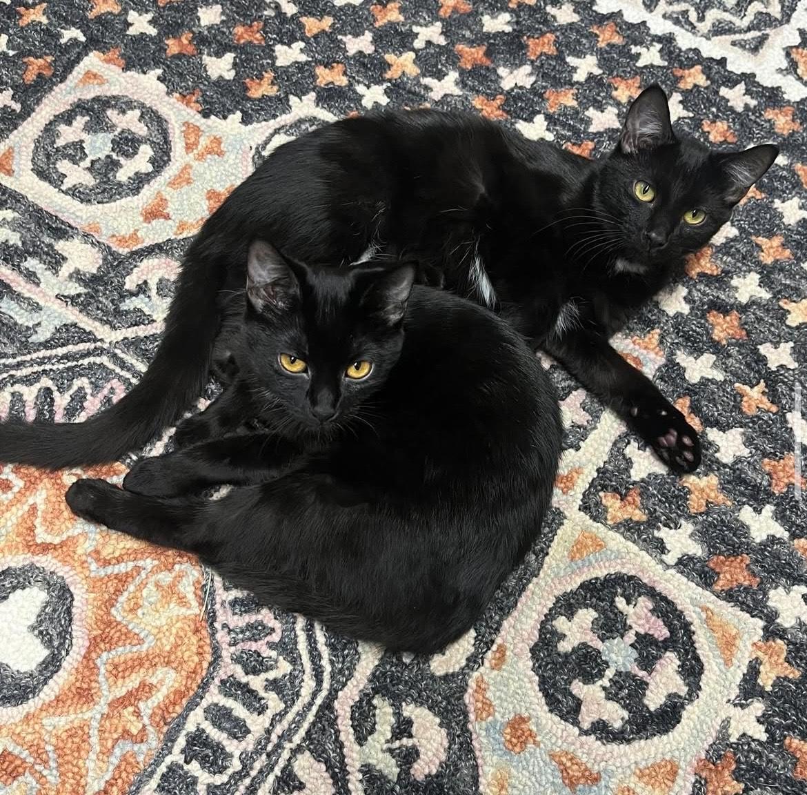 Enlarge Mewmew and Little Man- Purrfect Pair, a Adopted Domestic Short Hair in Akron, OH image 3/6