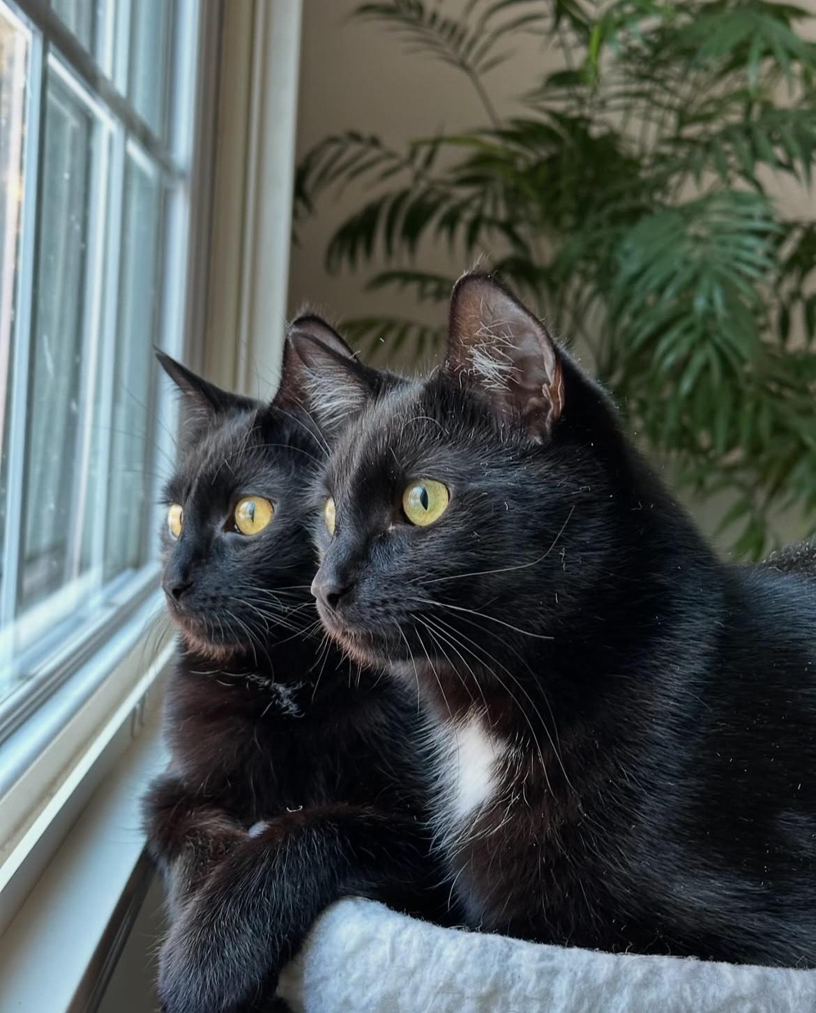 Enlarge Mewmew and Little Man- Purrfect Pair, a Adopted Domestic Short Hair in Akron, OH image 1/6