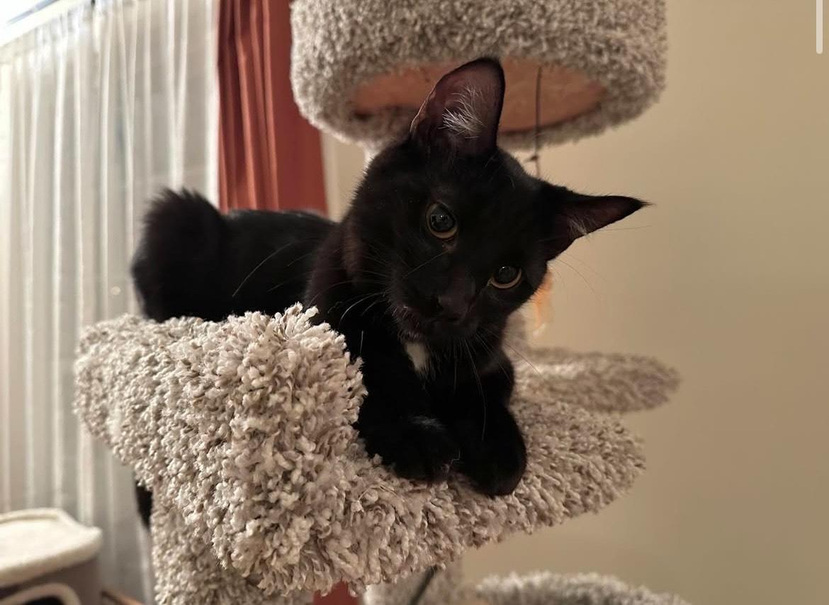 Enlarge Mewmew and Little Man- Purrfect Pair, a Adopted Domestic Short Hair in Akron, OH image 4/6