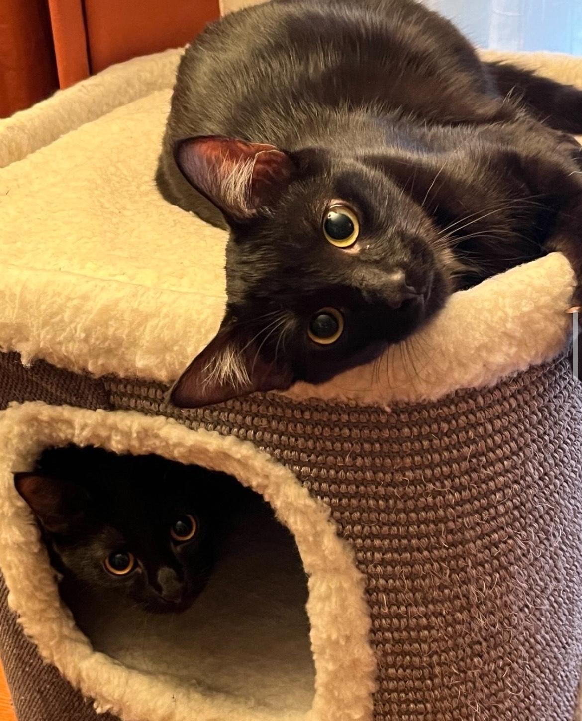 Enlarge Mewmew and Little Man- Purrfect Pair, a Adopted Domestic Short Hair in Akron, OH image 2/6