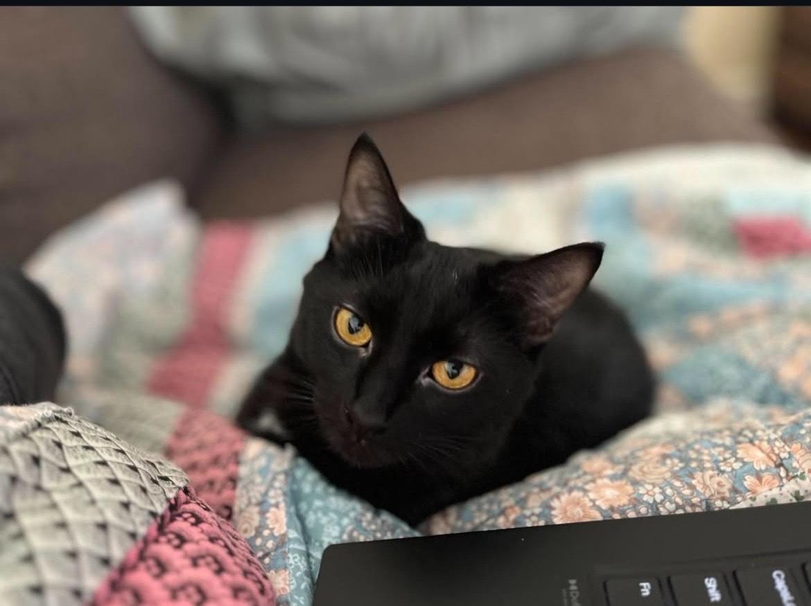 Enlarge Mewmew and Little Man- Purrfect Pair, a Adopted Domestic Short Hair in Akron, OH image 6/6