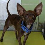 Fettuccine (20260606-02), adopted, Adult Male Chihuahua.
