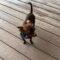 Enlarge Fettuccine (20260606-02), an adopted mixed breed in Niagara on the Lake, ON image 4/5