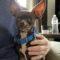 Enlarge Fettuccine (20260606-02), an adopted mixed breed in Niagara on the Lake, ON image 5/5