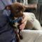 Enlarge Fettuccine (20260606-02), an adopted mixed breed in Niagara on the Lake, ON image 3/5