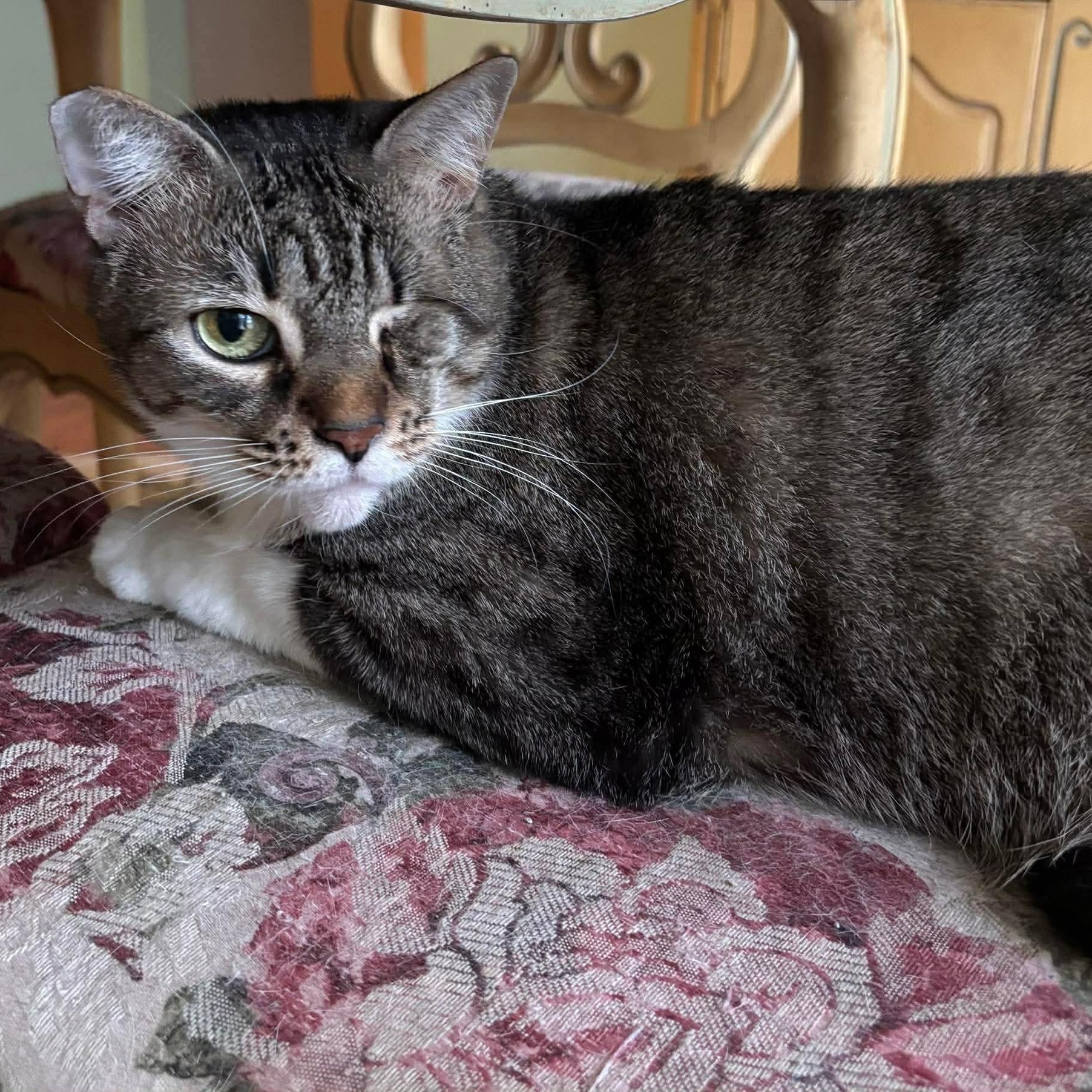 Enlarge Dolly, a Adoptable Domestic Short Hair in jacksonville, FL image 3/6