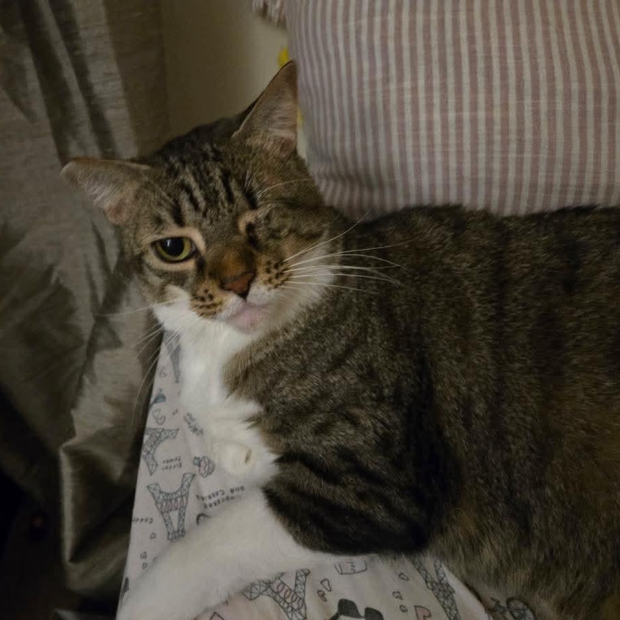 Enlarge Dolly, a Adoptable Domestic Short Hair in jacksonville, FL image 5/6