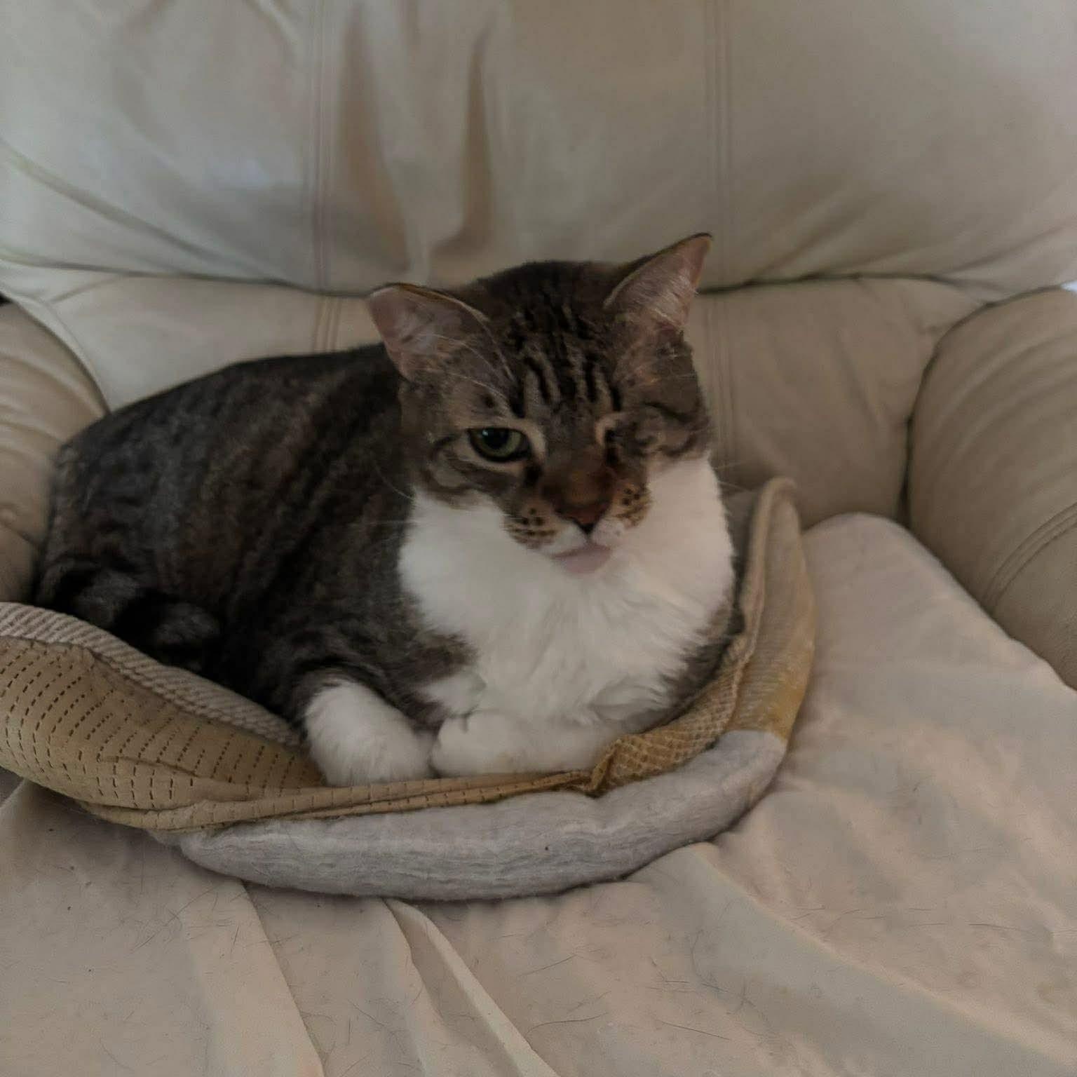 Enlarge Dolly, a Adoptable Domestic Short Hair in jacksonville, FL image 4/6