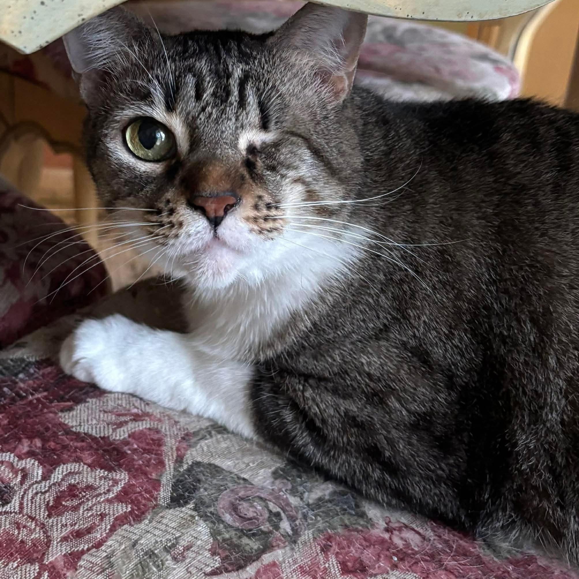 Dolly, Adoptable, Adult Female Domestic Short Hair.